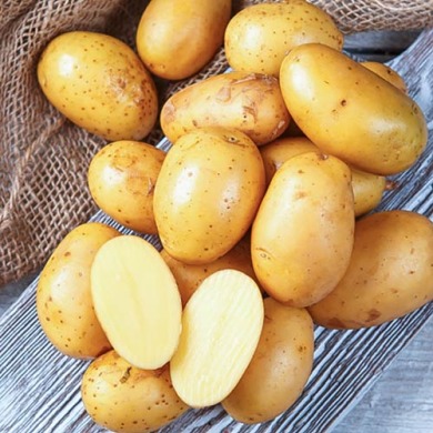 Насіннєва картопля "Королева Анна" (1 репродукція, універсального призначення) 1кг