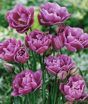 Тюльпан махровый+многоцветковый "Lilac Perfection" 3шт