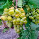Виноград столовый "Бригадир"