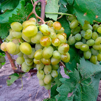 Виноград столовый "Бригадир"