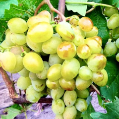 Виноград столовый "Бригадир"