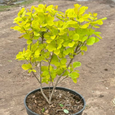 Скумпия кожевенная "Голден Спирит" (Закрытый корень С7.5)