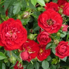 Роза почвопокровная "Ред Каскад" Red Cascade