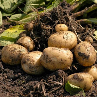 Насіннєва  середньостигла картопля "Воларе" (1 репродукція, столового призначення) 1кг