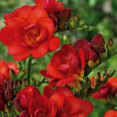 Фрезия махровая "Red" 3шт Фрезия махровая "Red" 3шт