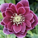 Морозник "Double Aubergine White Edge" (закритий корінь)