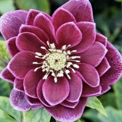 Морозник "Double Aubergine White Edge" (закритий корінь)