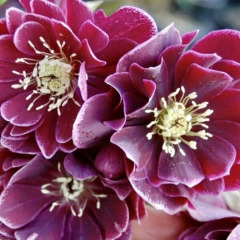Морозник "Double Aubergine White Edge" (закритий корінь)