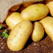 Насіннєва середньорання картопля "Інноватор" (1 репродукція, для універсального призначення) 1 кг