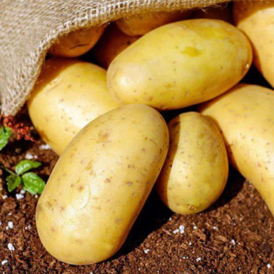 Насіннєва середньорання картопля "Інноватор" (1 репродукція, для універсального призначення) 1 кг