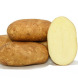 Семенной среднеранний картофель "Инноватор" (1 репродукция, для универсального назначения) 1 кг