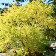 Секурінега кущиста (контейнер Р9)