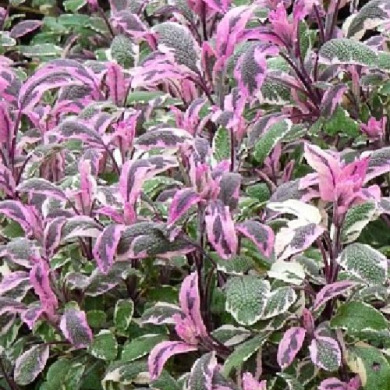 Шалфей "Триколор" Шалфей "Триколор"