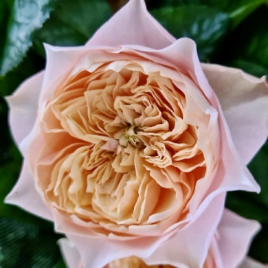 Роза чайно-гибридная "Вувузела Романтик" Romantic Vuvuzela