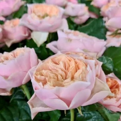 Роза чайно-гибридная "Вувузела Романтик" Romantic Vuvuzela