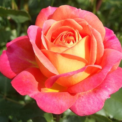 Роза шраб «Мидсаммер» Midsummer 