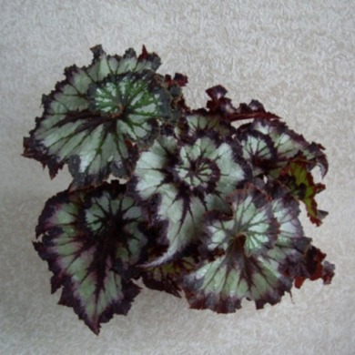 Бегония "Chocolate Cream" (закрытый корень)