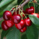 Черешня "Вера"