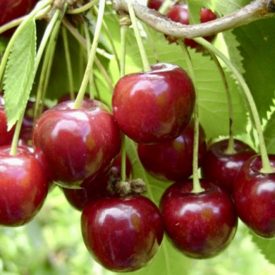Черешня "Вера" Черешня "Вера"