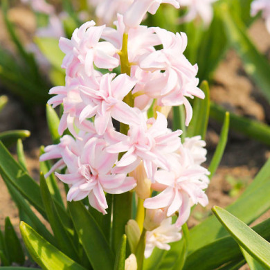 Гиацинт махровый "Chestnut Flower" 1шт