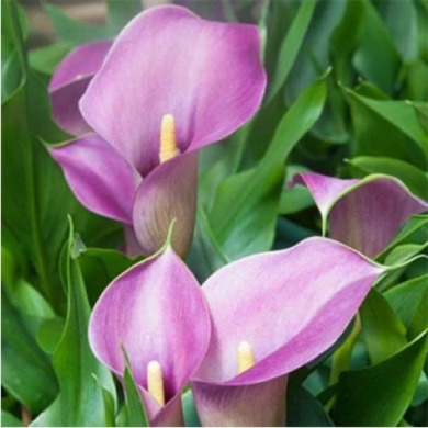 Калла "Amethyst" Калла "Amethyst"