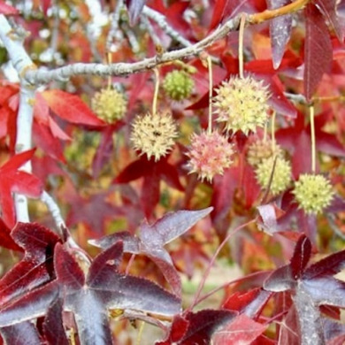 Ликвидамбар смолоносный (контейнер Р9) Ликвидамбар смолоносный (контейнер Р9)