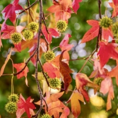 Ликвидамбар смолоносный (контейнер Р9) Ликвидамбар смолоносный (контейнер Р9)