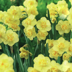 Нарцисс Многоцветковый обычный "Yellow Cherfulness" 3шт