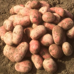 Насіннева середньостигла картопля "Балтік Роуз" (1 репродукція, для супів, салатів та смаження) 1 кг