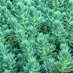 Очиток скальний "Blue Spruce"  