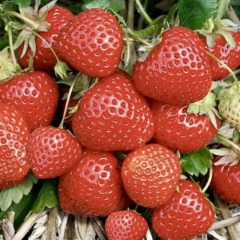 Клубника "Глориель" ультраранняя 5 шт