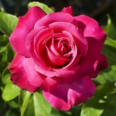 Роза чайно-гибридная "Каприз Мейяна" Caprice de Meillan