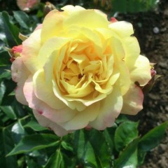 Троянда флорибунда "Лампіон" Lampion