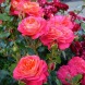 Роза шраб «Мидсаммер» Midsummer 