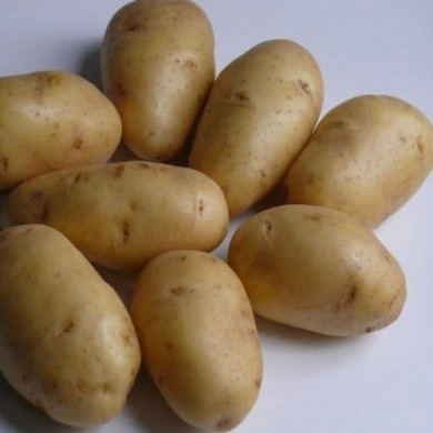 Семенной ранний картофель "747" (1 репродукции, универсальный сорт) 1кг