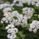 Спирея японская "Альбифлора" Albiflora (закрытый корень С2)