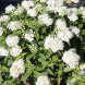 Спирея японская "Альбифлора" Albiflora (закрытый корень С2)
