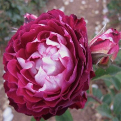 Роза шраб "Белла де Сегоза" Belle de Segosa