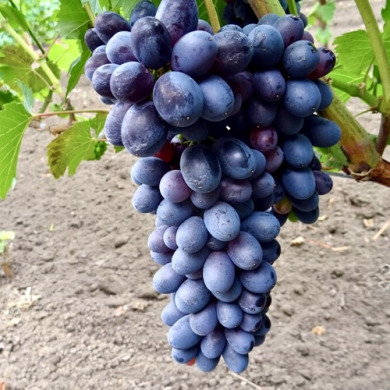 Виноград кишмиш "Фейз Сидлес"