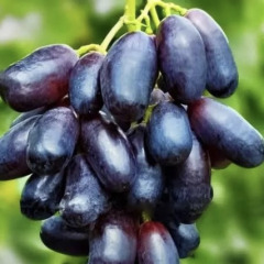Виноград столовый "Графиня"