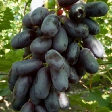 Виноград столовий "Графіня"