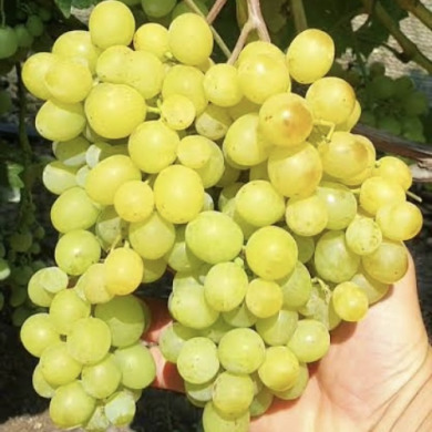 Виноград столовый "Солнышко"