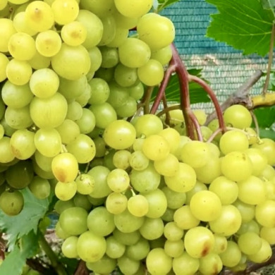 Виноград столовый "Солнышко"