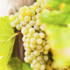 Виноград винный "Совиньон блан"