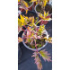 Пион древовидный японский белый Tree Peony (Закрытый корень С5)