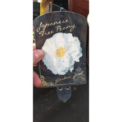 Пион древовидный японский белый Tree Peony (Закрытый корень С5)
