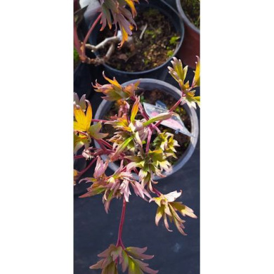 Пион древовидный японский белый Tree Peony (Закрытый корень С5)