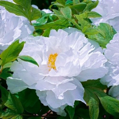 Пион древовидный японский белый Tree Peony (Закрытый корень С5)
