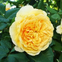 Роза шраб "Голден зест" (Golden Zest)