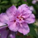 Гібіскус "Арденс" Ardens (закритий корінь С3)